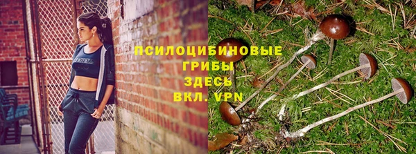 прущие грибы Алзамай